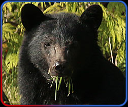 wildlife up close!