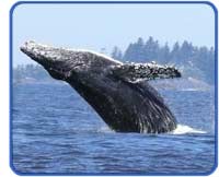 Humpback whale breeching