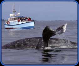 humpback whale breechingur