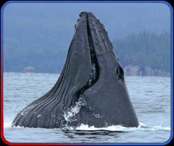 FAQ for Whale watching in Ucluelet, at Subtidal Adventures