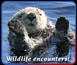 Otters playing in Barkley Sound