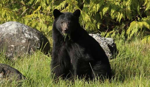 mother bear with cubs