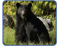 Black Bear watching