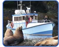 Subtidal adventure with sea lions