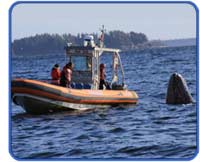 Close encounter with a whale