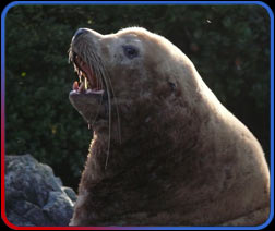 seal lion watching