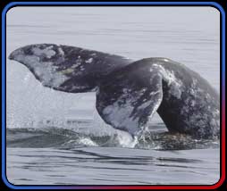 Gray whale tail photo