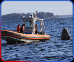 zodiac tours of whales