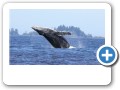 Humpback whale breaching