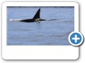 Orca sighting!